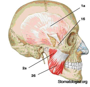 Жевательные мышцы.