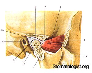 Височно-нижнечелюстной сустав 