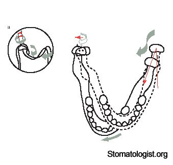 Движения нижней челюсти