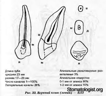 Клыки (dentes canini). 