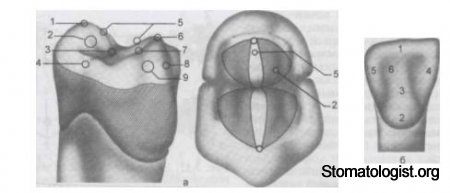 Окклюзионная поверхность (морфологические и функциональные особенности)