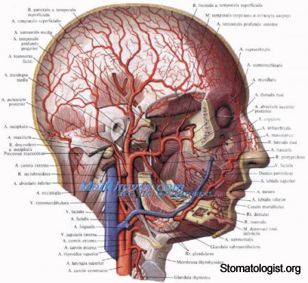 Кровоснабжение лица. Сосуды лица. Вены лица.