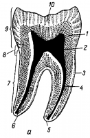 Эмаль (enamelum). 