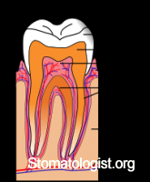 Дентин (dentinum). 