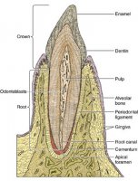 Цемент (cementum). 