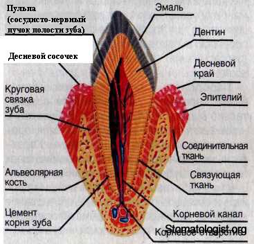 АНАТОМО-ФИЗИОЛОГИЧЕСКИЕ ОСОБЕННОСТИ ПЕРИОДОНТА