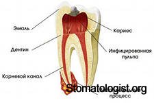 Анатомия корневых каналов. Важность знания.